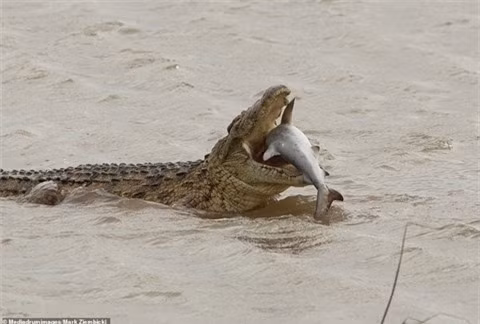 Cá sấu sông Nile đang thưởng thức bữa ăn của mình. Những khoảnh khắc vô cùng hiếm hoi ghi lại khoảnh khắc một con cá sấu đang ăn con mồi của mình đã được ghi lại. Đáng nói, con mồi mà cá sấu đang ăn chính là một con cá mập bò.