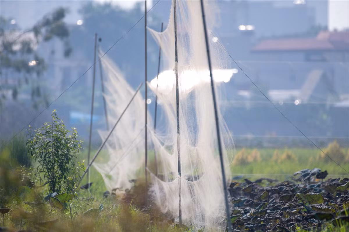 Trong khi đó, ở bên ngoài, những kẻ tàn sát chim hoang dã đã giăng sẵn “thiên la địa võng” chờ đàn chim sa lưới.