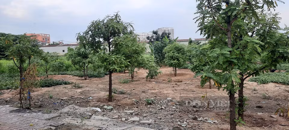 Theo Thanh tra TP HCM, Sagri đã chuyển nhượng vốn góp (bằng quyền sử dụng đất tại dự án đã hoàn chỉnh hạ tầng kỹ thuật) cho Tổng Công ty Phong Phú, nhưng không qua đấu giá theo giá thị trường, là vi phạm Nghị định 91/2015 của Chính phủ về đầu tư vốn nhà nước vào doanh nghiệp; quản lý, sử dụng vốn nhà nước đầu tư vào sản xuất, kinh doanh tại doanh nghiệp. Sagri không thuê thẩm định giá khi chuyển nhượng dự án…