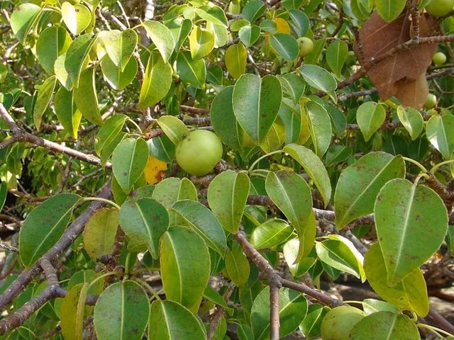 Nhiều người lần đầu tiên nhìn thấy sẽ ăn những loại quả này vì cho rằng chúng ngon, nhưng sau đó sẽ đều bị nhiễm độc. Chúng chứa đầy các loại độc tố mạnh khác nhau, bất kỳ sự tiếp xúc nào cũng có thể gây ra hậu quả nghiêm trọng.