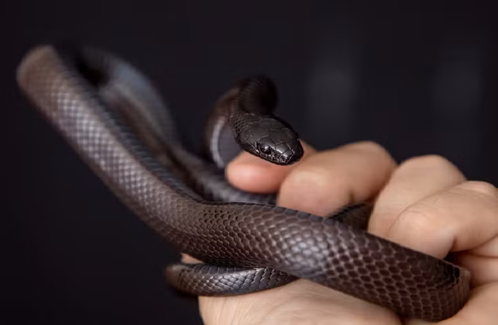 Rắn vua đen Mexico - Mexican King Snake là một loài cùng dòng với rắn sữa tuy nhiên có màu đen ánh quang khác biệt với hơn 40 loài cùng họ hàng. Con non đôi khi có những đốm nhỏ màu trắng hoặc vàng dưới cằm mờ dần hoặc biến mất trưởng thành.