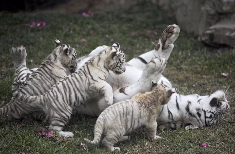 Mẹ con hổ trắng Belgan ở vườn thú Huachipa, Lima.