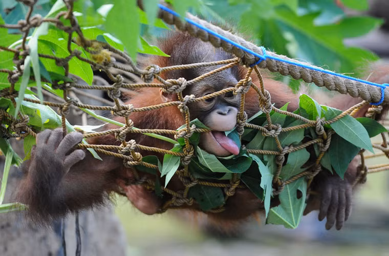 Chú đười ươi 10 tháng tuổi tập cắn và ăn lá trước khi được thả về với tự nhiên ở vườn thú Surabaya.