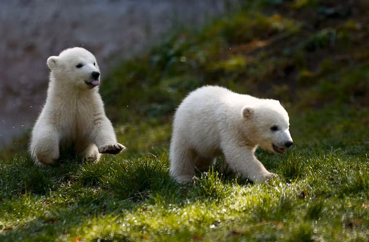 2 chú gấu trắng được sinh ra trong vườn bách thú Tierpark Hellabrunn của Đức.