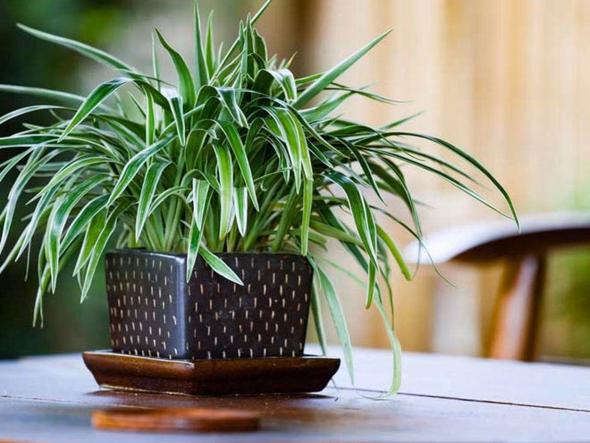  Lục thảo trổ (Chlorophytum comosum). Kích cỡ tương đối: Cao 15-30 cm, rộng 15-60 cm. Điều kiện sống lý tưởng: Độ sáng trung bình đến cao; 18-24 độ C; đất ẩm đều.