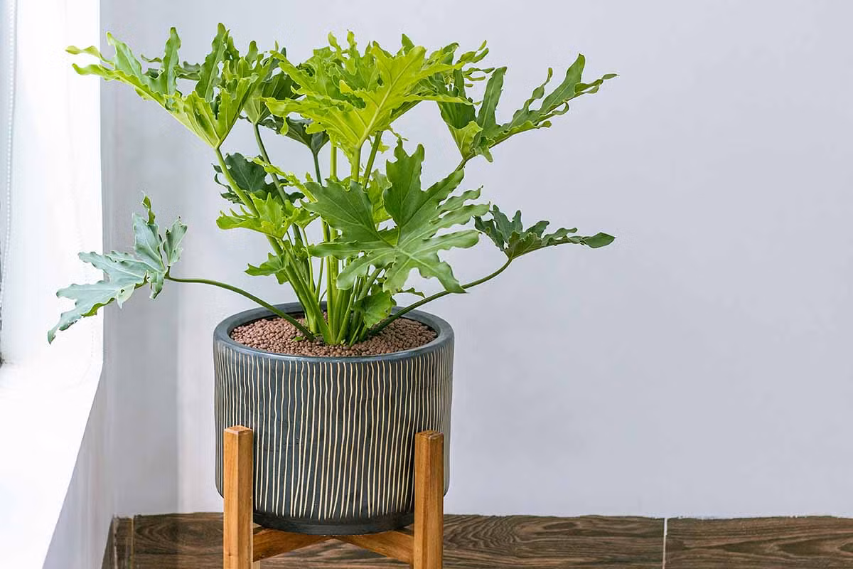  Trầu bà (chi Philodendron). Kích cỡ và điều kiện sống lý tưởng: Đa dạng, tùy theo từng dòng.