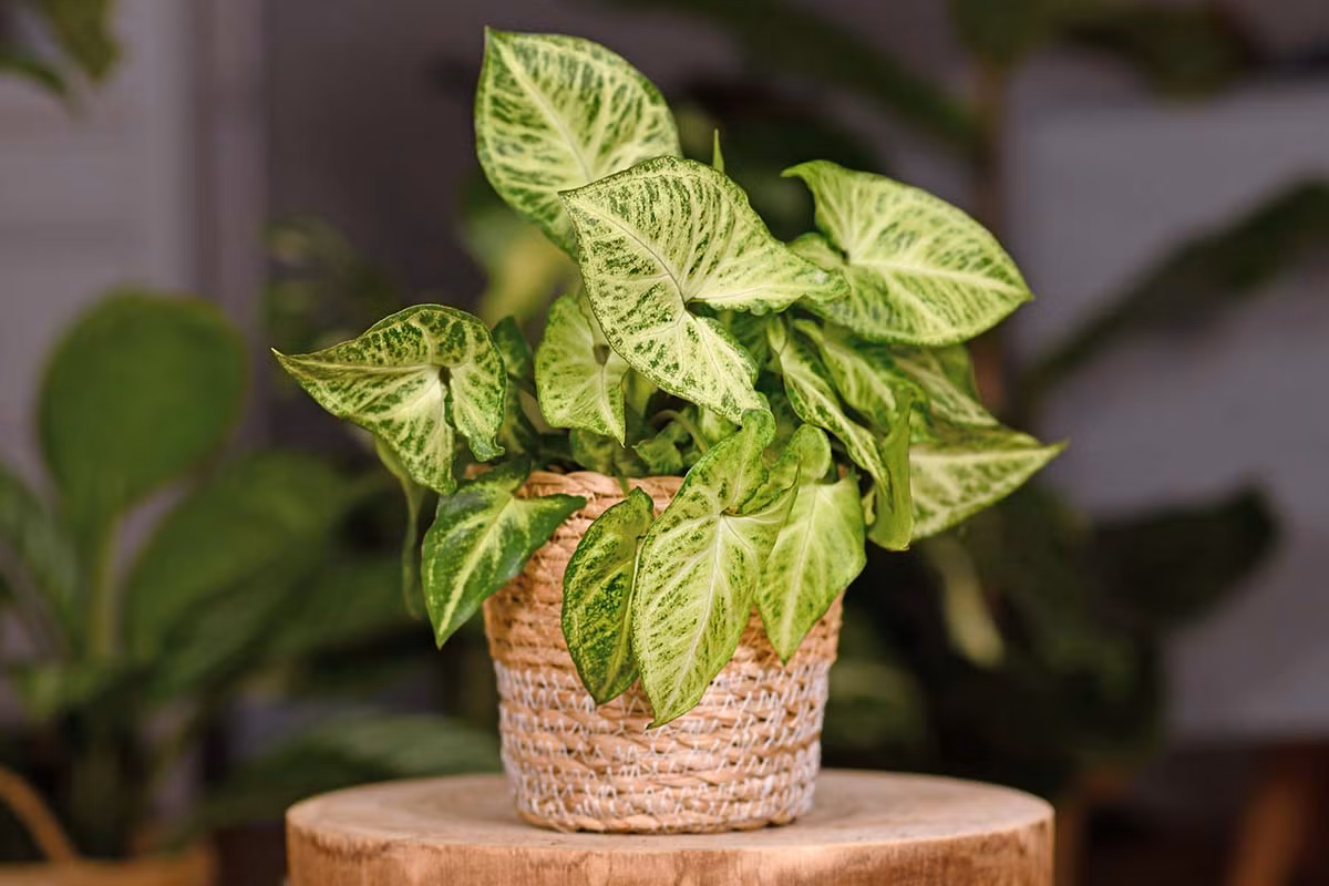  Tróc bạc (Syngonium podophyllum). Kích cỡ tương đối: Cao 15-80 cm, rộng 15-80 cm. Điều kiện sống lý tưởng: Độ sáng thấp đến trung bình; 16-24 độ C; đất ẩm đều.