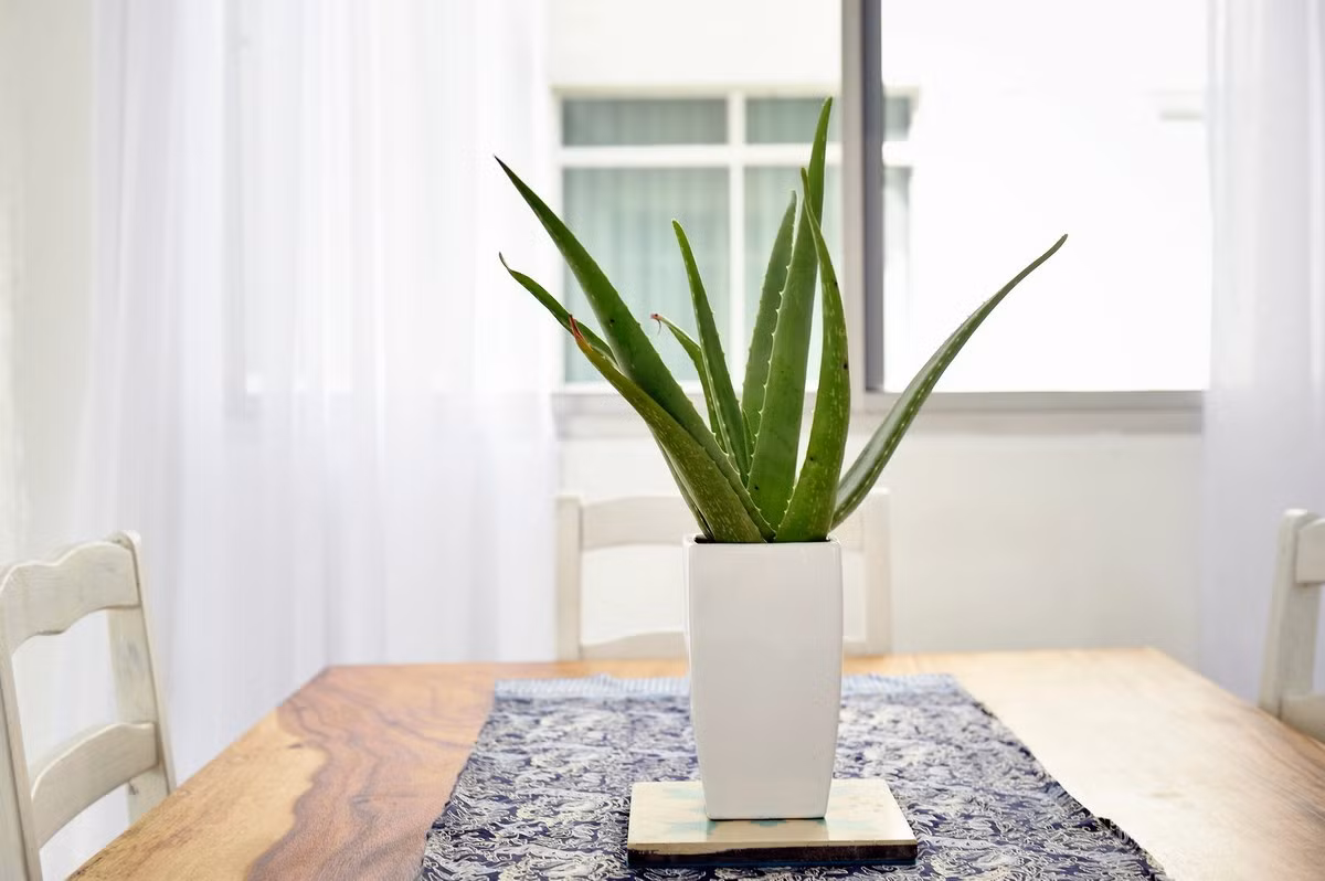  Lô hội (chi Aloe). Kích cỡ tương đối: Cao 20-60 cm, rộng 30-60 cm. Điều kiện sống lý tưởng: Độ sáng cao; 18-24 độ C; đất khô vừa phải.