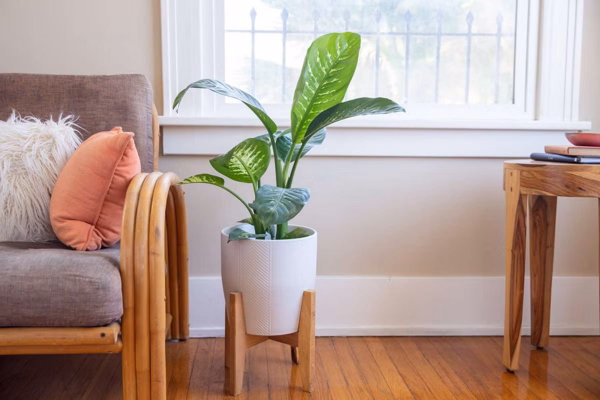  Vạn niên thanh (chi Dieffenbachia). Kích cỡ tương đối: Cao 30 cm - 1,5 mét, rộng 30-60 cm. Điều kiện sống lý tưởng: Độ sáng thấp đến trung bình; 16-30 độ C; đất ẩm đều.