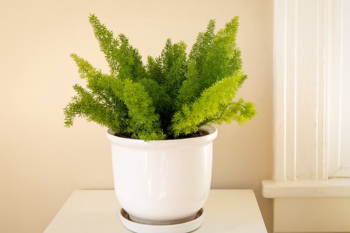  Tùng đuôi chồn (Asparagus densiflorus). Kích cỡ tương đối: Cao 45-90 cm, rộng 30-90 cm. Điều kiện sống lý tưởng: Độ sáng trung bình đến cao; 16-24 độ C; đất ẩm đều.
