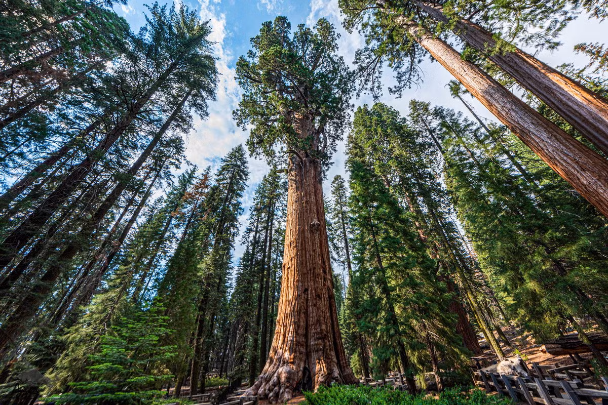 Nằm trong Khu rừng Khổng lồ của Vườn quốc gia Sequoia ở bang California, Mỹ, cây cự sam (Sequoiadendron giganteum) mang tên Tướng Sherman (General Sherman) là một cây cổ thụ được cả thế giới biết đến nhờ tầm vóc đáng kinh ngạc của mình. Ảnh: Public Policy Institute of California.