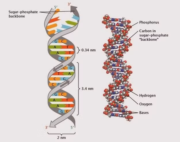  34. DNA (1953): Vào năm 1953, James Watson và Francis Crick đã phát hiện ra DNA trong khi đang làm việc tại Đại học Cambridge. Bộ đôi đã tìm ra một thứ gần đúng như những điều họ nói: cấu trúc xoắn kép nổi tiếng của ADN, một thành tựu sẽ mở đường cho vô số những tiến bộ sinh học sau này.