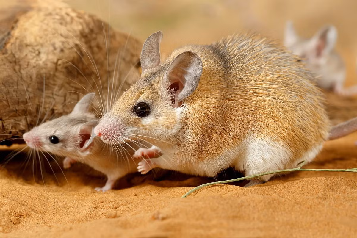 Chuột lông kim Bắc Phi (Acomys cahirinus) dài 7-12 cm, được ghi nhận ở các quốc gia Bắc Phi. Loài chuột hoang dã này có lông cứng trên cơ thể để bảo vệ lớp da rất mỏng, cho phép làm mát dễ dàng trong sinh cảnh nóng, khô.
