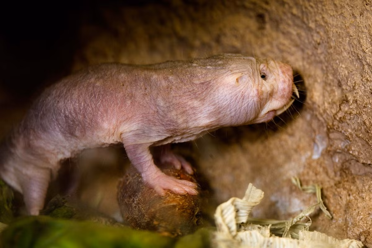 Chuột chũi trần (Heterocephalus glaber) dài 8-10 cm, phân bố ở những sinh cảnh đồng cỏ khô ráo của vùng Sừng châu Phi. Sống theo đàn trong lòng đất, loài này có tổ chức xã hội giống như loài mối, với chuột chúa làm nhiệm vụ sinh sản và các thành viên khác đảm nhiệm những công việc chuyên môn hóa khác nhau.