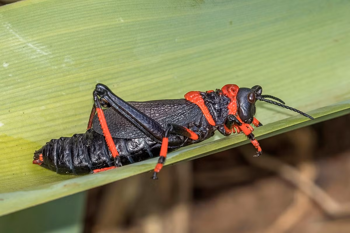 Châu chấu bọt vùng đồi (Dictyophorus spumans). Kích thước: Dài 8 cm. Vùng phân bố: Châu Phi.