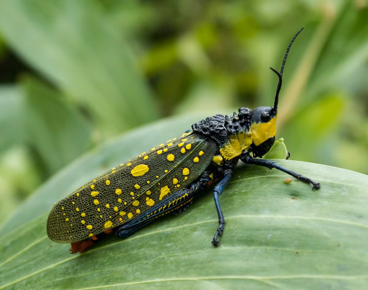 Châu chấu đốm (Aularches miliaris). Kích thước: Dài 5 cm. Vùng phân bố: Nam Á và Đông Nam Á.