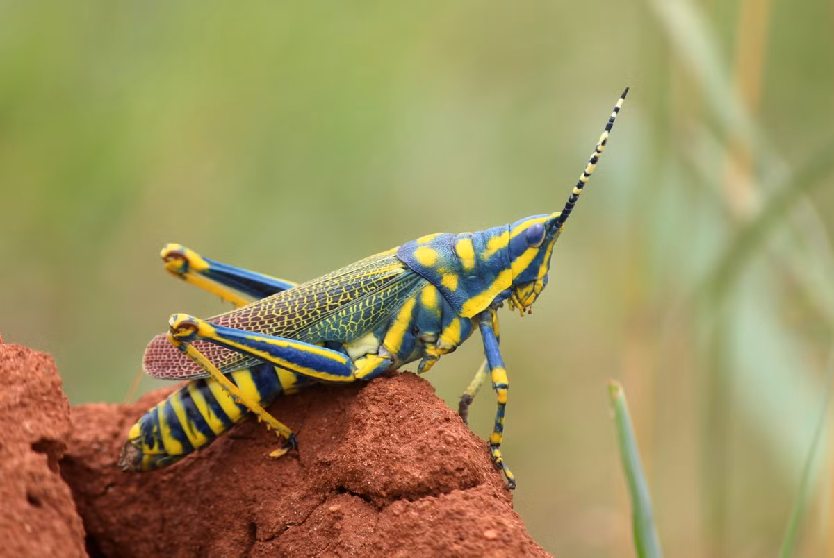 Châu chấu sơn Ấn Độ (Poekilocerus pictus). Kích thước: Dài 3-5 cm. Vùng phân bố: Tiểu lục địa Ấn Độ.