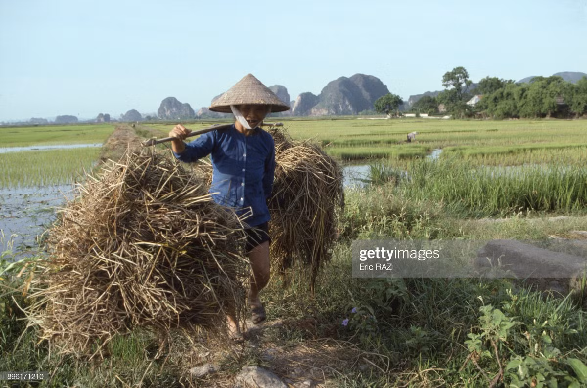 Cụ bà gánh rơm rạ trên cánh đồng Tam Cốc.