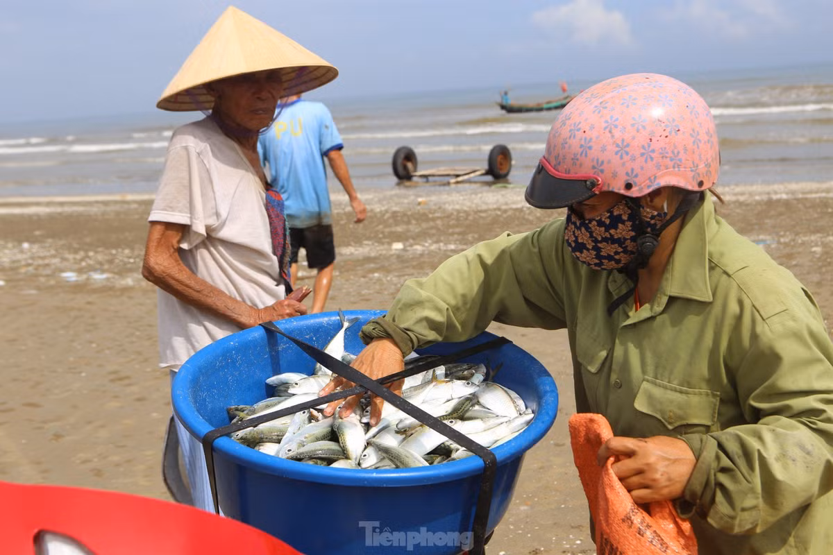 Cá được đưa lên bờ bán cho thương lái hoặc người dân tự mang ra chợ để bán kiếm thêm thu nhập.