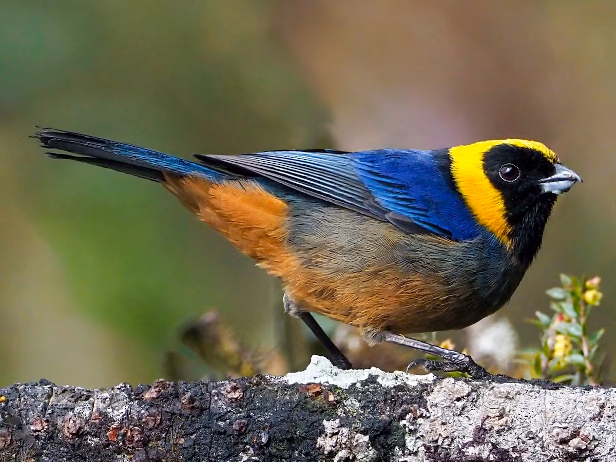 Chim vũ công vòng vàng (Iridosornis jelskii). Vùng phân bố: Khu vực rừng thưa và cây bụi chân núi Andes, từ Peru đến Bolivia.