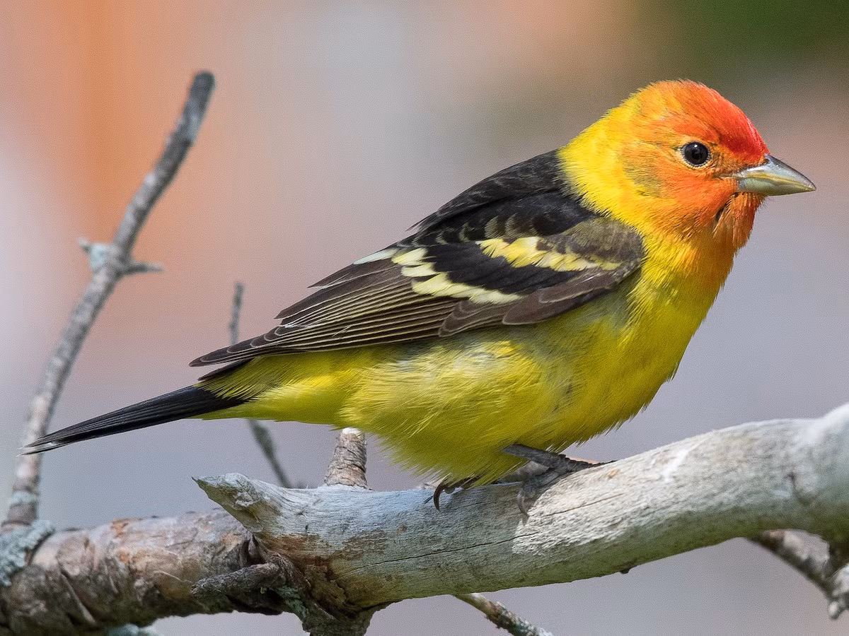 Chim vũ công miền Đông (Piranga ludoviciana). Vùng phân bố: Các khu rừng lá kim của Mỹ và Canada, di cư đến Trung Mỹ vào mùa đông.