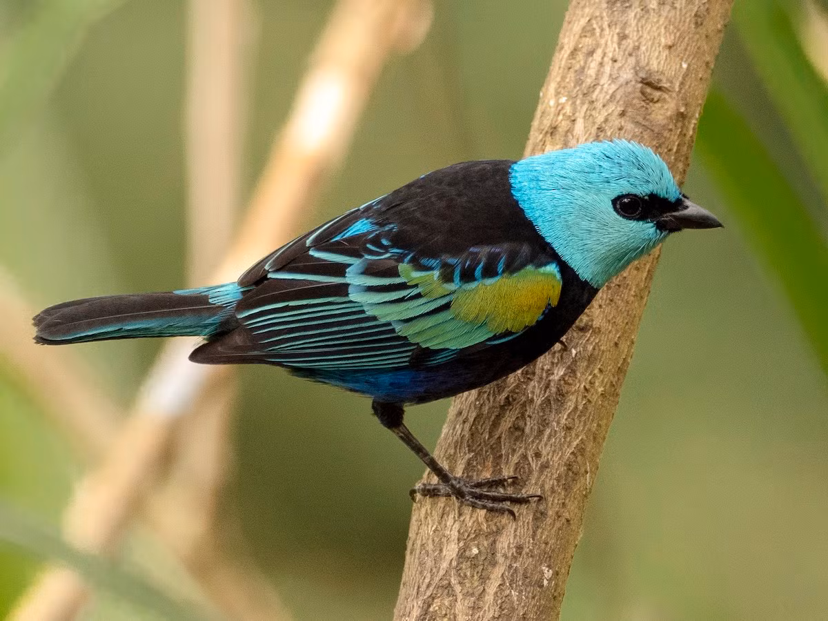 Chim vũ công cổ xanh (Stilpnia cyanicollis). Vùng phân bố: Chân núi Andes và một số vùng đất thấp phía Bắc của Nam Mỹ.