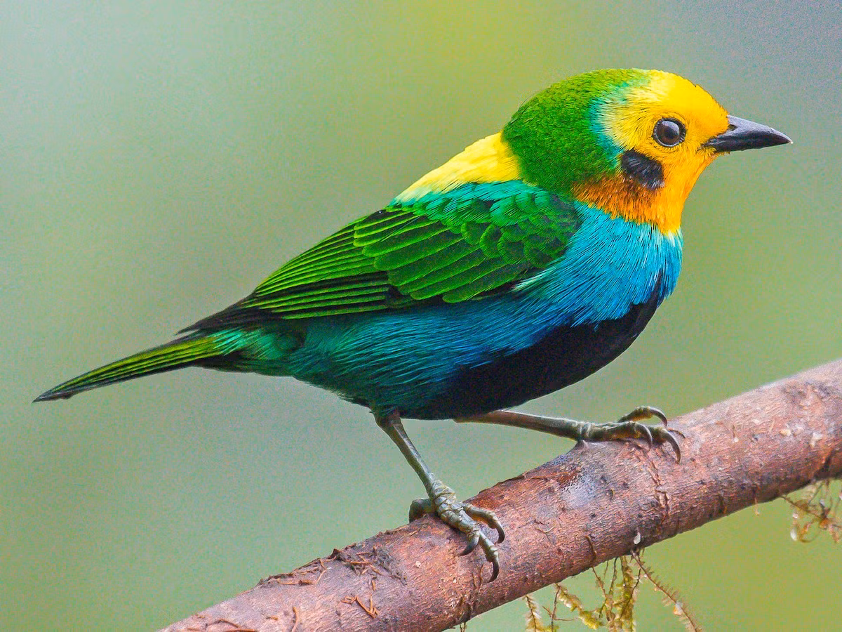  Chim vũ công đa sắc (Chlorochrysa nitidissima) Vùng phân bố: Các khu rừng cận nhiệt đới ở phía tây và trung tâm Andes của Colombia.