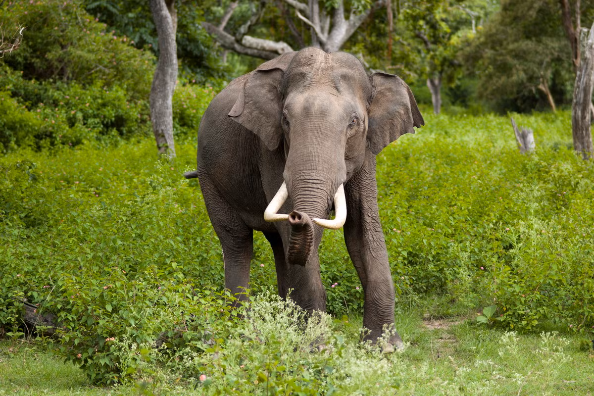  Biểu tượng của Ấn Độ và Thái Lan: Voi châu Á (Elephas maximus).