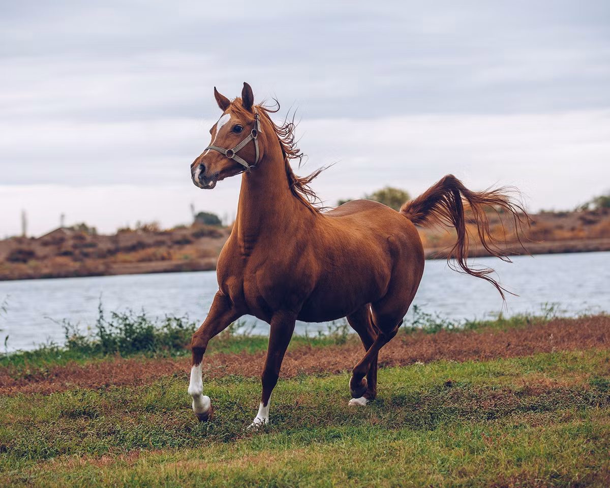  Biểu tượng của Azerbaijan: Ngựa Karabakh (Equus caballus).