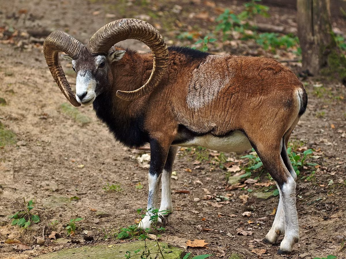  Biểu tượng của Cyprus: Cừu hoang Cyprus (Ovis orientalis).