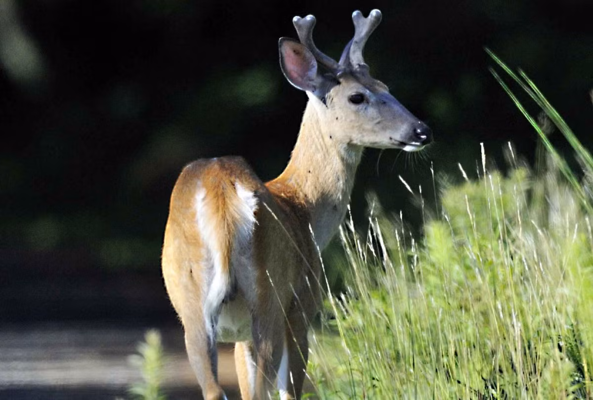  Biểu tượng của Honduras: Hươu đuôi trắng (Odocoileus virginianus).
