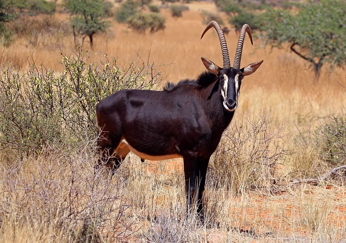  Biểu tượng của Zimbabwe: Linh dương đen Đông Phi (Hippotragus niger).