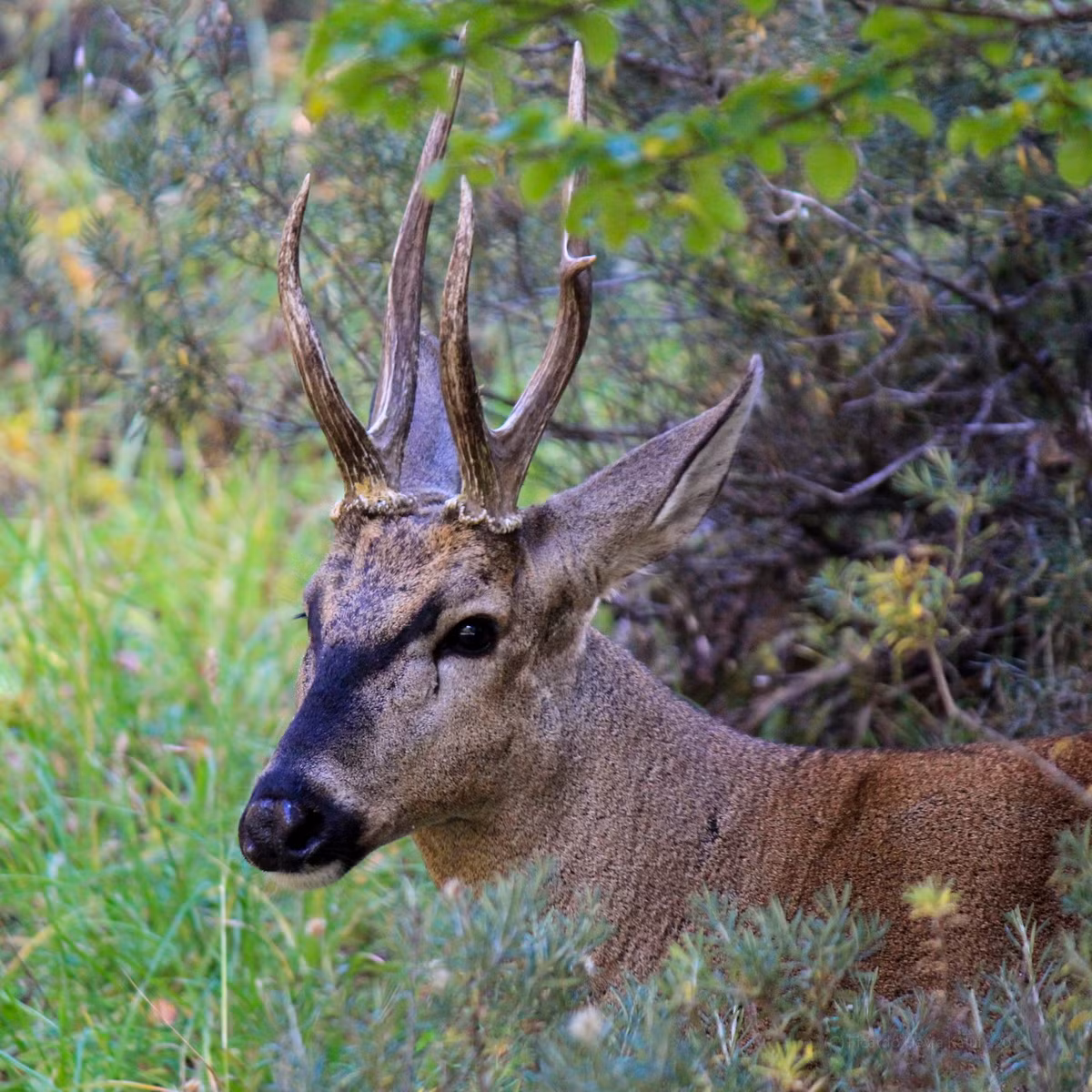  Biểu tượng của Chile: Hươu huemul (Hippocamelus bisulcus).