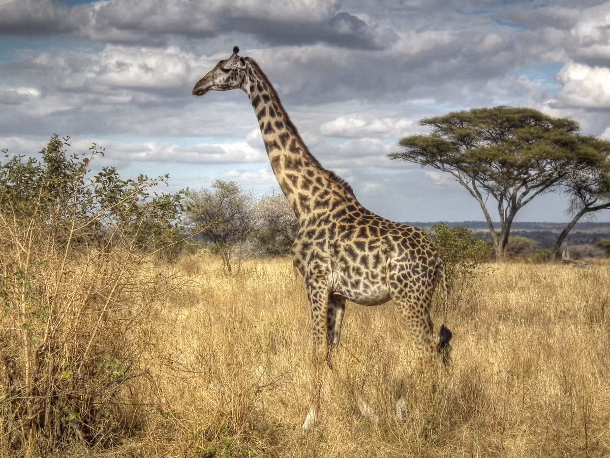  Biểu tượng của Tanzania: Hươu cao cổ Masai (Giraffa tippelskirchi).