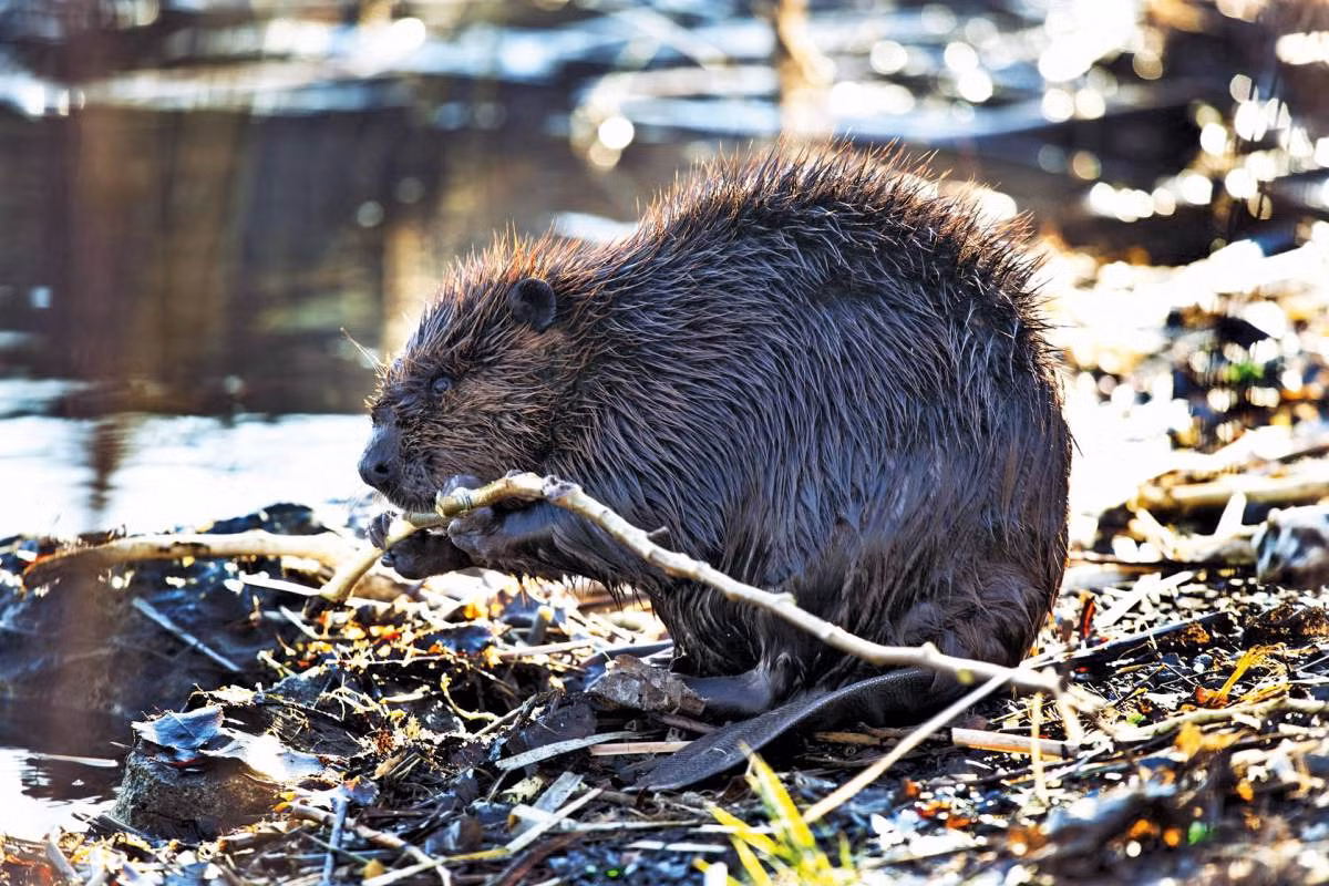  Biểu tượng của Canada: Hải ly Bắc Mỹ (Castor canadensis).