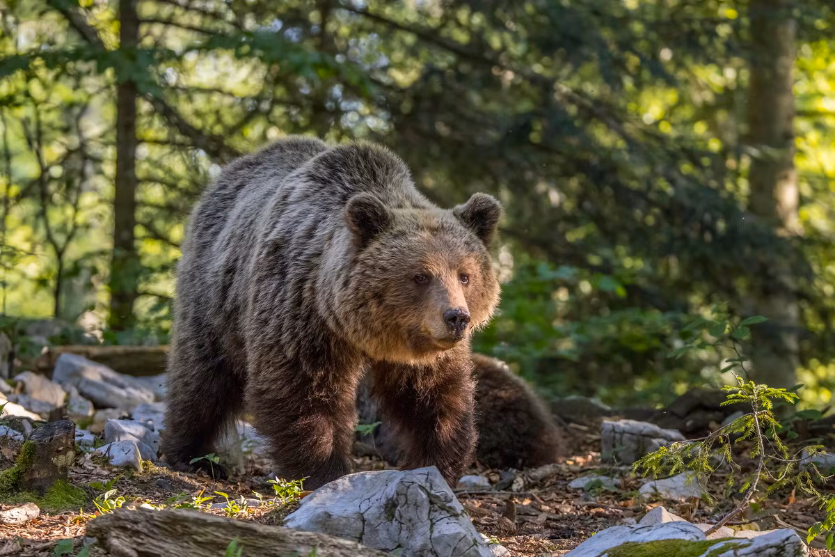  Biểu tượng của Nga: Gấu nâu Á Âu (Ursus arctos arctos).