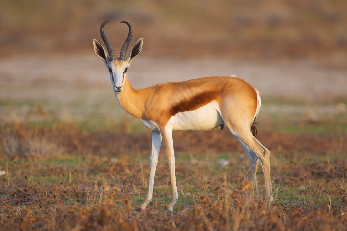  Biểu tượng của Nam Phi: Linh dương nhảy (Antidorcas marsupialis).