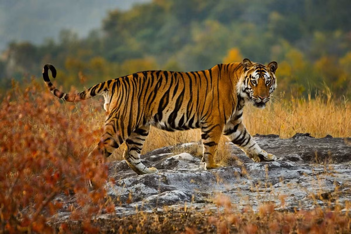  Biểu tượng của Bangladesh: Hổ Bengal (Panthera tigris tigris).