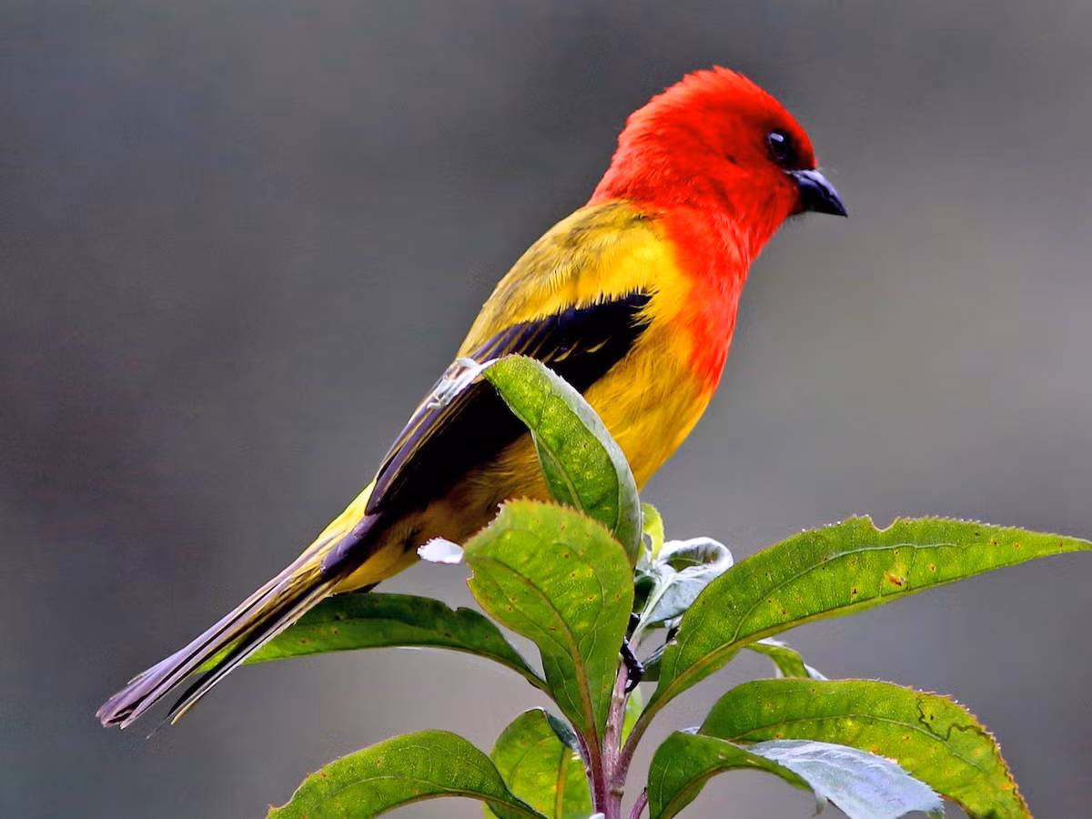 Chim vũ công mũ đỏ (Piranga rubriceps). Vùng phân bố: Nơi có độ cao lớn của rừng sương mù Andes, từ Colombia đến Peru.