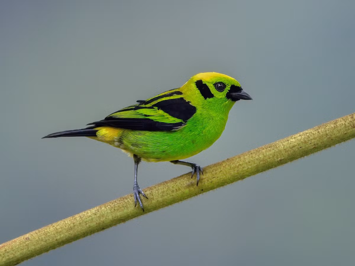 Chim vũ công ngọc lục bảo (Tangara florida). Vùng phân bố: Costa Rica và phía Bắc Panama.