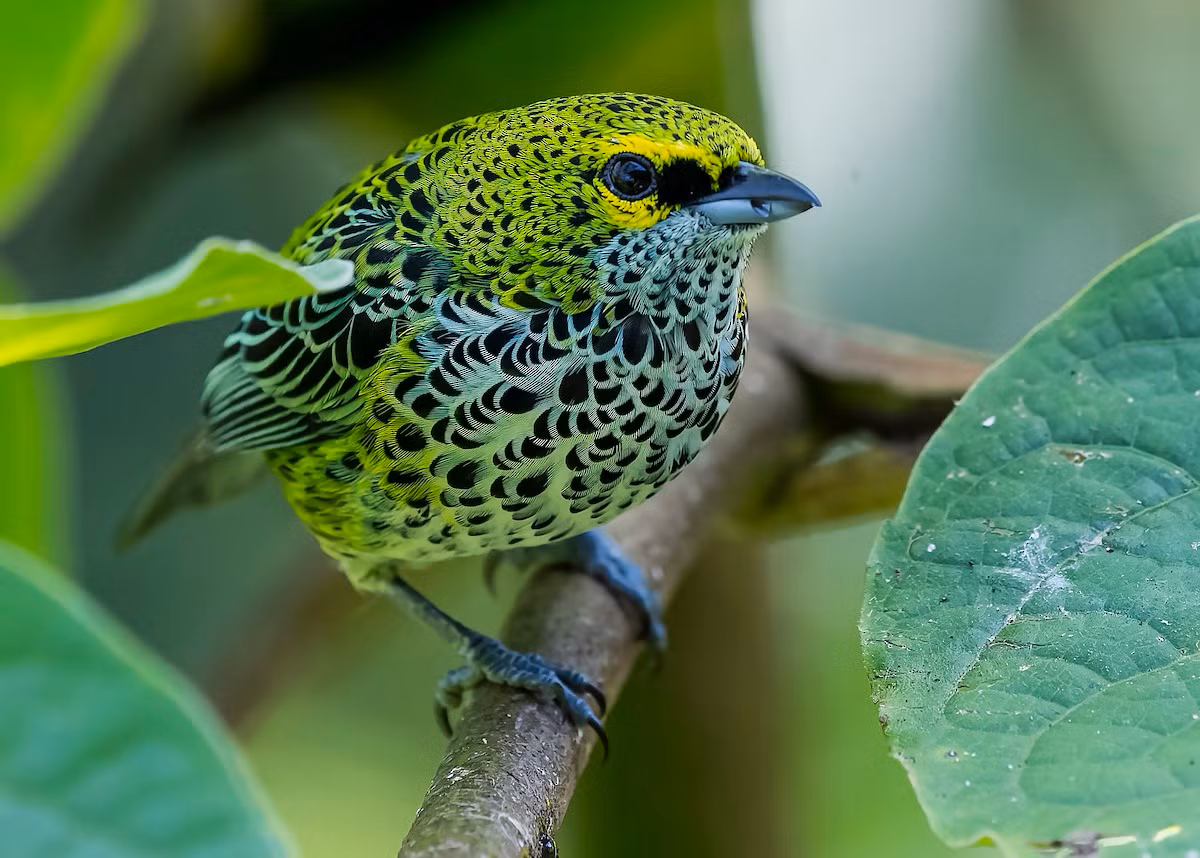 Chim vũ công lốm đốm (Ixothraupis guttata). Vùng phân bố: Từ Nicaragoa đến Ecuador và Surinam.