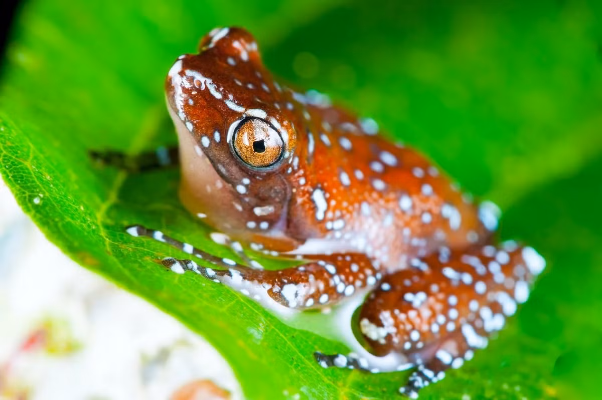 Ếch quế (Nyctixalus pictus). Kích thước: Dài 3-4 cm. Vùng phân bố: Tầng cây thấp và cây bụi của rừng ở bán đảo Mã Lai, Philippines, một phần của Sumatra và Borneo.
