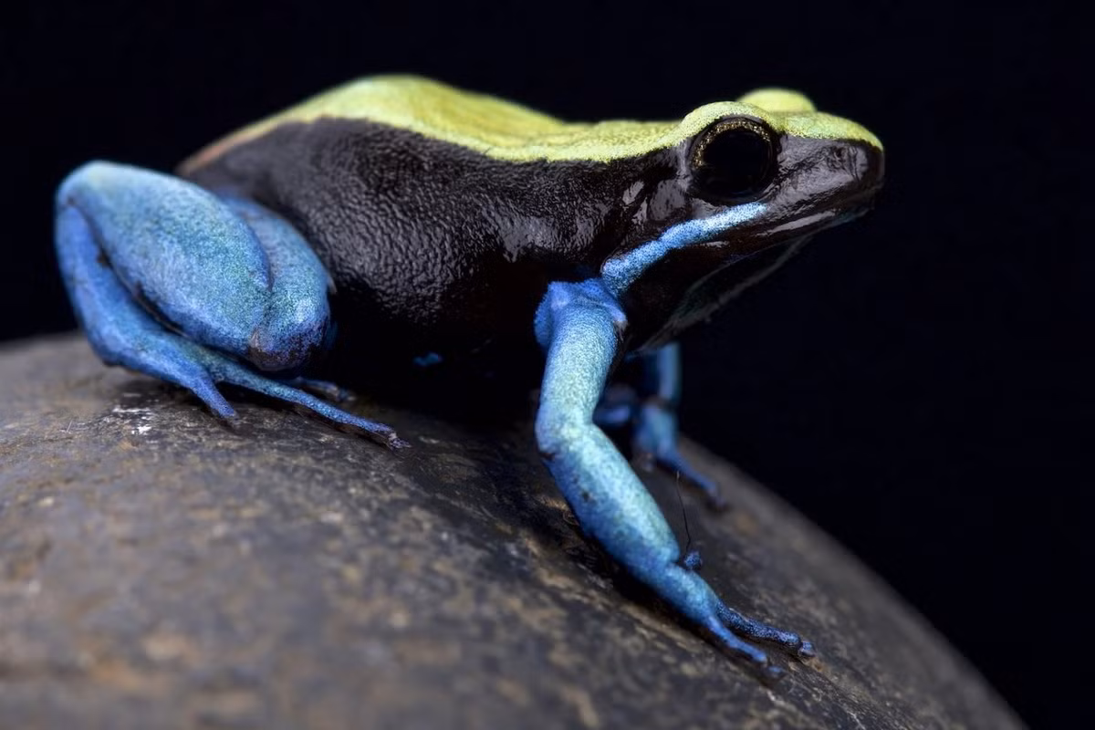 Ếch mantella chân xanh (Mantella expectata). Kích thước: Dài 2-3 cm. Vùng phân bố: Suối đá và hẻm núi ở Madagascar.