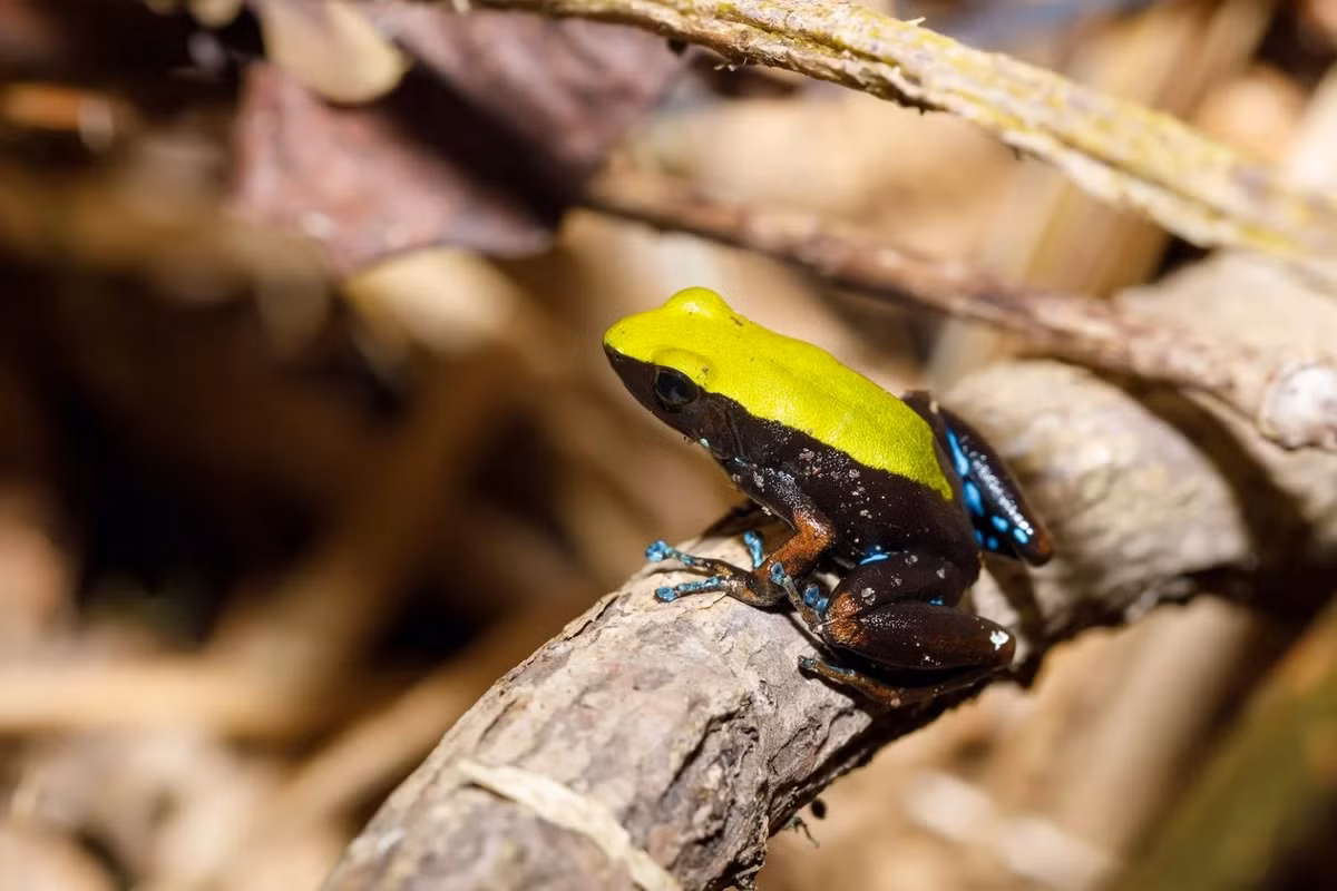 Ếch mantella leo cây (Mantella laevigata). Kích thước: Dài 4-5 cm. Vùng phân bố: Rừng nhiệt đới và cận nhiệt đới ở Madagascar.