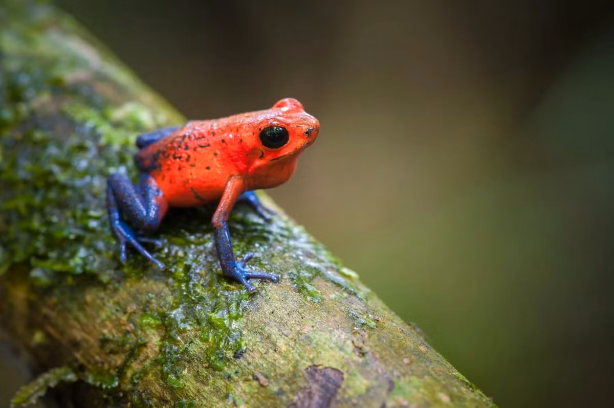 Ếch độc dâu tây (Oophaga pumilio). Kích thước: Dài 1,5-2 cm. Vùng phân bố: Rừng và khu vực đất bị xáo trộn ở Trung Mỹ.