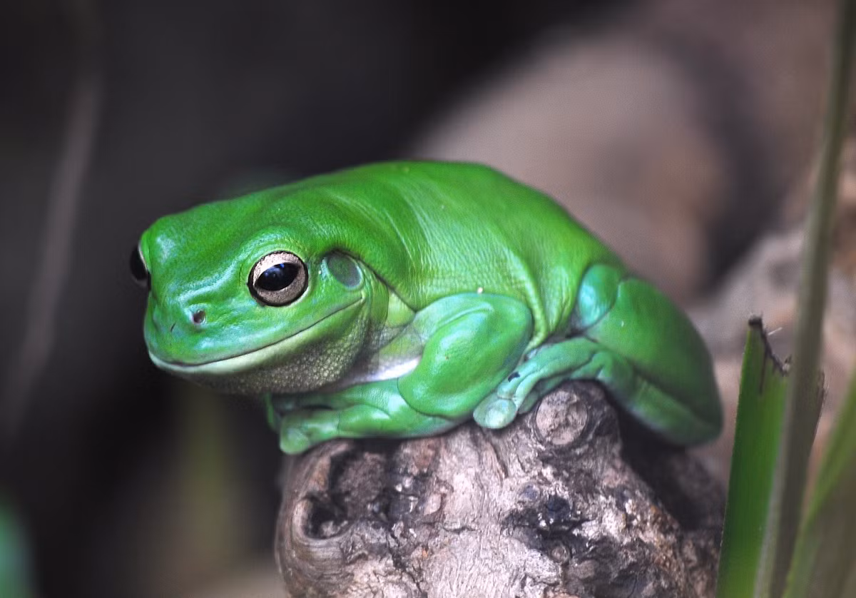 Ếch cây xanh Australia (Litoria caerulea). Kích thước: Dài 8-12 cm. Vùng phân bố: Vùng phía Bắc và phía Đông của Australia và vùng đất thấp của New Guinea.