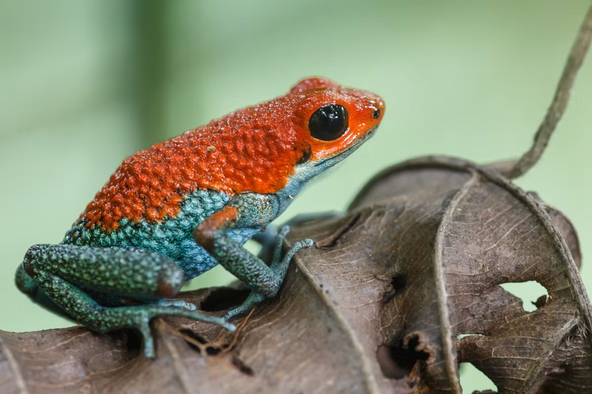 Ếch độc Granular (Oophaga granulifera). Kích thước: Dài 1,5-2 cm. Vùng phân bố: Rừng đất thấp nhiệt đới ở Costa Rica và Panama.