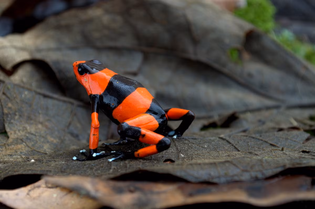 Ếch độc Lehmann (Oophaga lehmanni). Kích thước: Dài 3-4 cm. Vùng phân bố: Rừng mưa nhiệt đới ở một khu vực phía Tây Colombia.