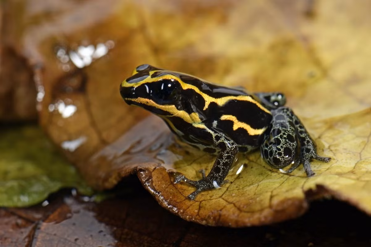 Ếch độc Zimmerman (Ranitomeya variabilis). Kích thước: Dài 1-1,5 cm. Vùng phân bố: Một số vùng rừng ở Nam Mỹ.