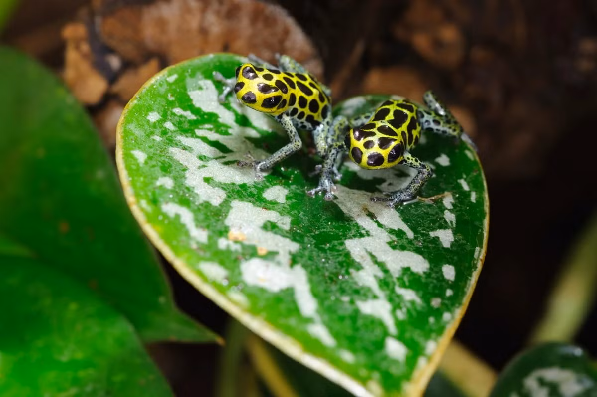 Ếch giả độc (Ranitomeya imitator). Kích thước: Dài 1-1,5 cm. Vùng phân bố: Rừng nhiệt phía Đông Peru.